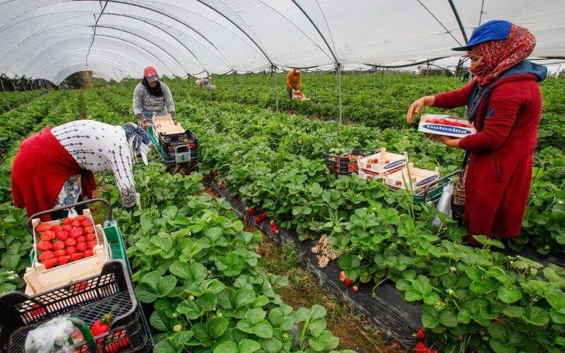 Récolte agricole : les agriculteurs français inquiets de l'absence