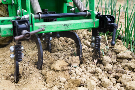 La ciboulette - Transfert de Technologie en Agriculture Maroc